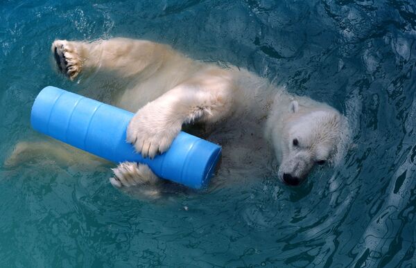 14-летний белый медведь Феликс, найденный в 2006 году на научном стационаре острова Врангеля осиротевшим детёнышем, купается в бассейне в парке флоры и фауны Роев ручей в Красноярске - Sputnik Армения