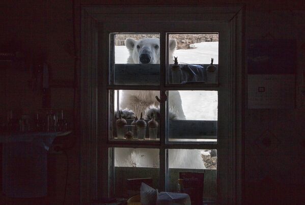 Белый медведь на территории полярной станции на берегу бухты Тихая на острове Гукера архипелага Земля Франца-Иосифа - Sputnik Армения