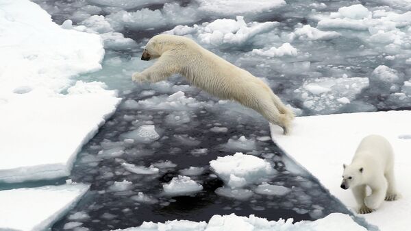 Белые медведи на льдине в Северном ледовитом океане - Sputnik Армения