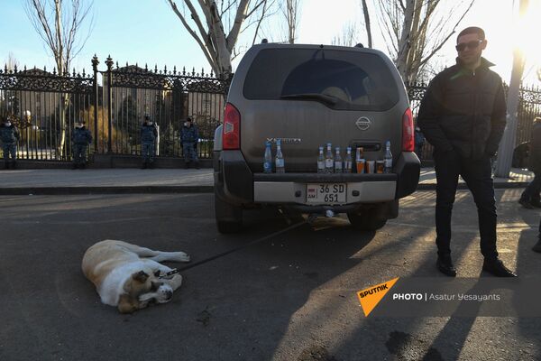Собака лежит на тротуаре во время митинга оппозиции на проспекте Баграмяна (27 февраля 2021). Еревaн - Sputnik Армения