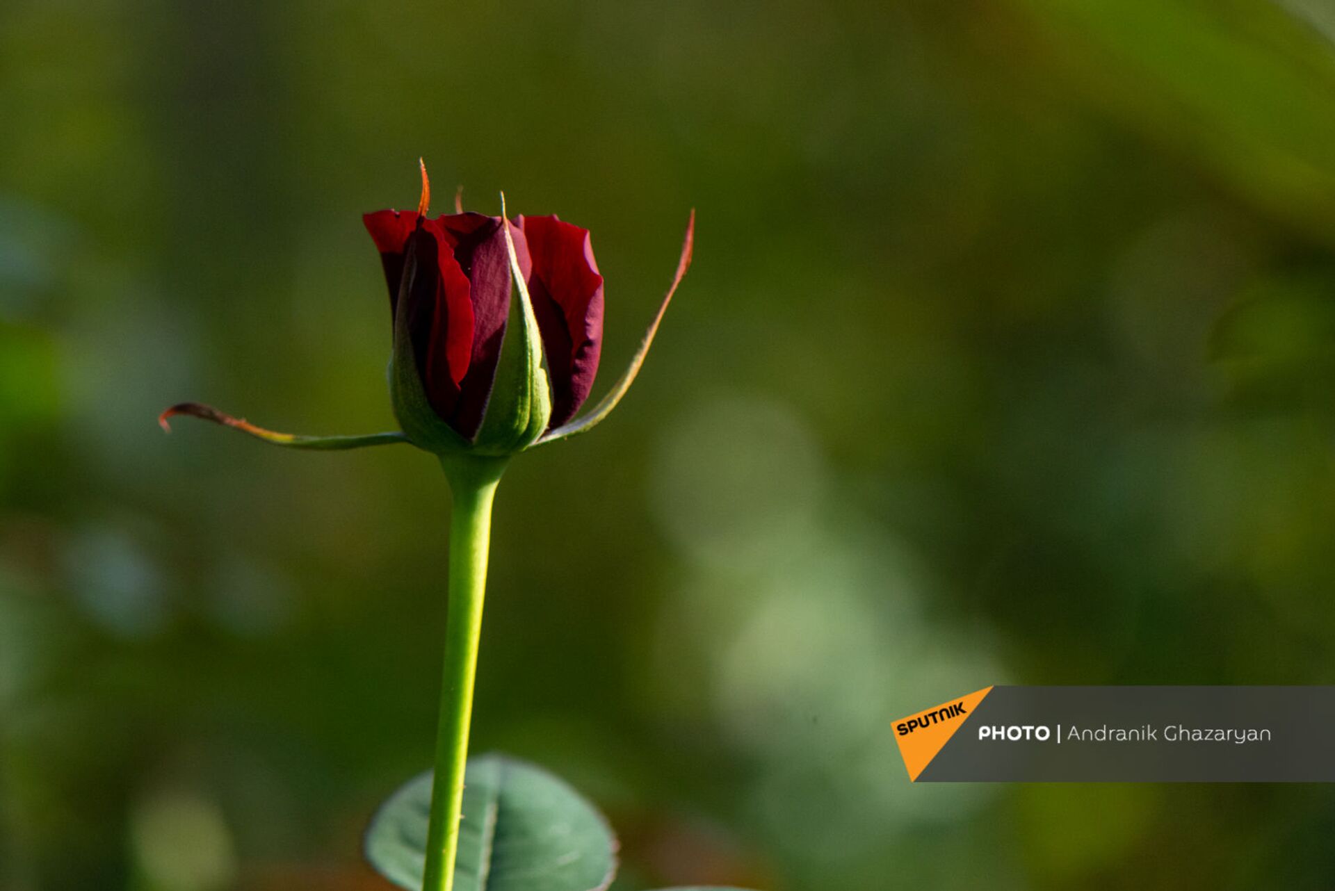 Цветочнице цветы не дарят, или Кто покупает полуармянские розы - Sputnik Армения, 1920, 08.03.2021