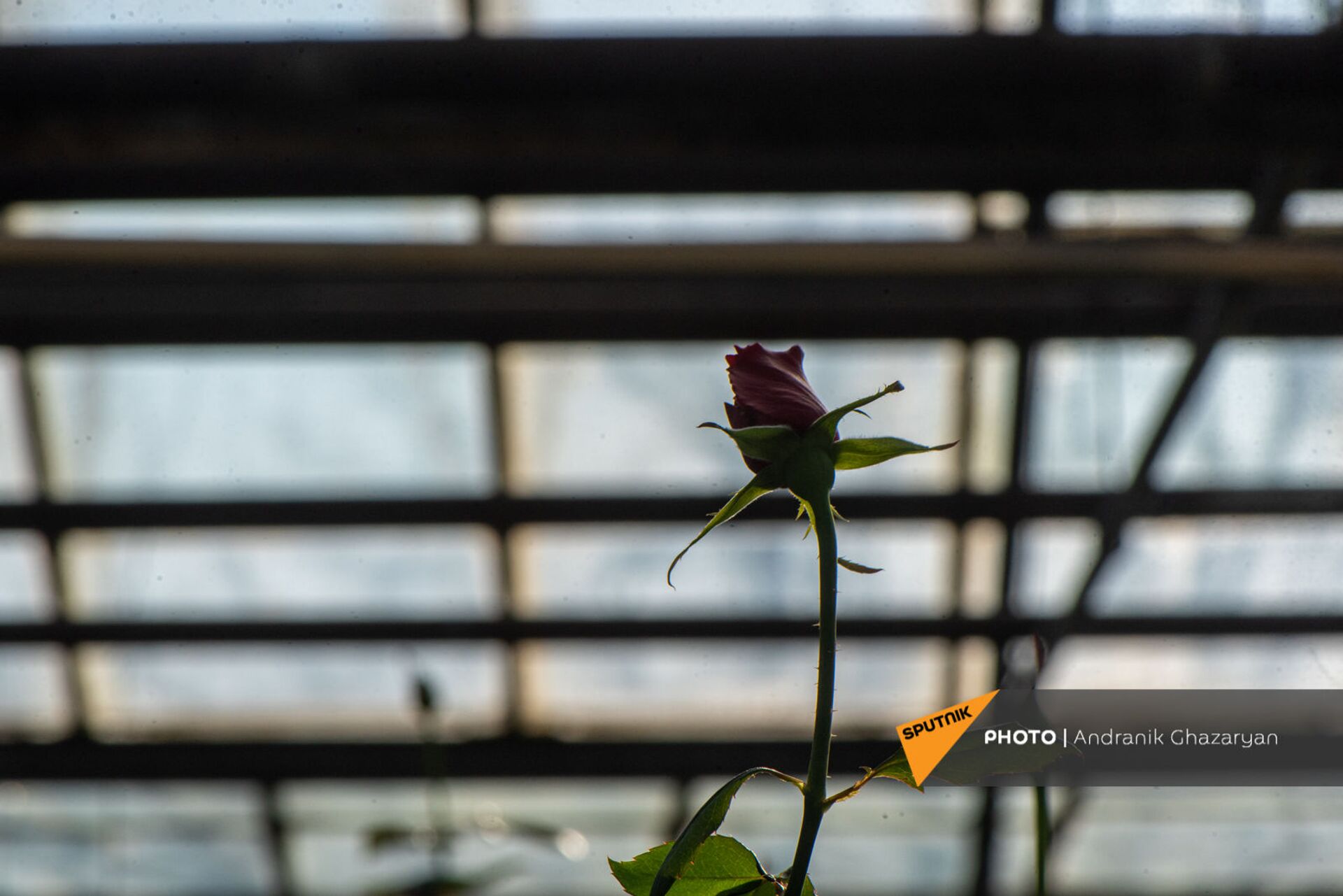 Ծաղկավաճառ կնոջը երբեք ծաղիկ չեն նվիրում. «կիսահայաֆիկացված» վարդերը գրավել են շուկան - Sputnik Արմենիա, 1920, 08.03.2021