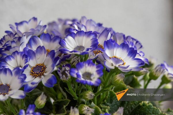 Цветы Цинерарии в теплице Карине Товмасян Цветы Цинерарии в теплице Карине Товмасян - Sputnik Армения