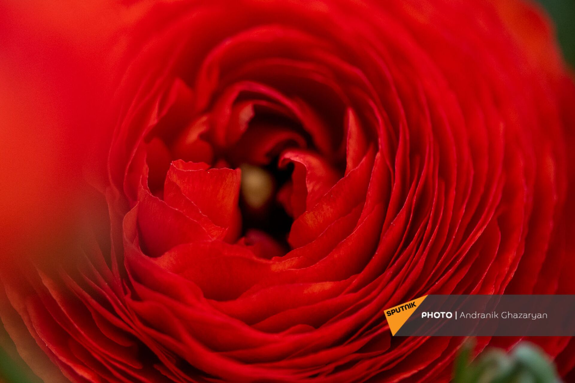 Ծաղկավաճառ կնոջը երբեք ծաղիկ չեն նվիրում. «կիսահայաֆիկացված» վարդերը գրավել են շուկան - Sputnik Արմենիա, 1920, 08.03.2021