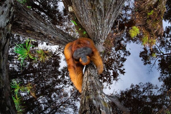 Снимок The World Is Going Upside Down канадского фотографа Thomas Vijayan, занявший первое место в категории Animals in their habitat и ставший победителем конкурса World Nature Photography Awards 2020 - Sputnik Армения