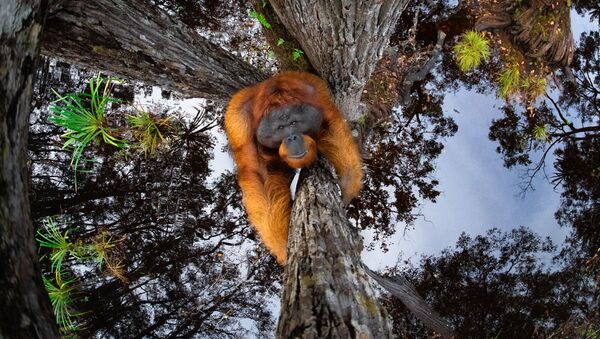 Снимок The World Is Going Upside Down канадского фотографа Thomas Vijayan, занявший первое место в категории Animals in their habitat и ставший победителем конкурса World Nature Photography Awards 2020 - Sputnik Армения
