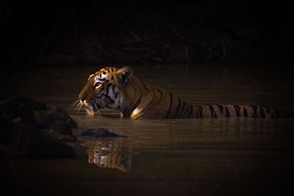 Բրիտանացի լուսանկարիչ Նիկ Դեյլի «Բենգալյան վագրը ջրափոսում» (Bengal tiger with catchlight in water hole) լուսանկարը։ Գրավել է առաջին տեղը «Կենդանիների դիմանկարներ» անվանակարգում։ - Sputnik Արմենիա