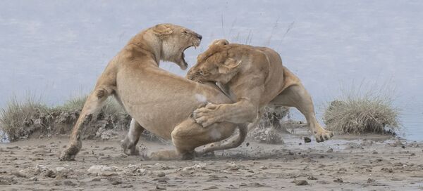 Ամերիկացի լուսանկարիչ Պատրիկ Նովոտնիի «Առյուծները» (Lions) լուսանկարը։ Գրավել է առաջին տեղը «Վարքագիծ - Կաթնասուններ» անվանակարգում։ - Sputnik Արմենիա