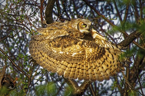 Снимок Great horned owl канадского фотографа Dale Paul, занявший первое место в категории Behaviour - Birds конкурса World Nature Photography Awards 2020 - Sputnik Армения