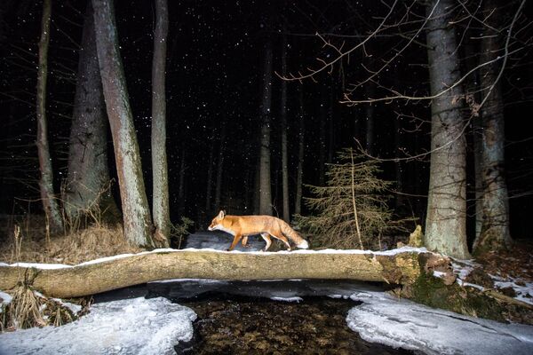 Չեխ լուսանկարիչ Վլադիմիր Չեխի «Աղվեսը» (Fox) լուսանկարը։ Գրավել է երկրորդ տեղը «Կենդանիներն իրենց միջավայրում» անվանակարգում։ - Sputnik Արմենիա