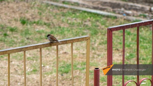 Ճնճղուկ - Sputnik Արմենիա