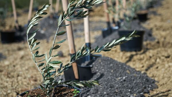 Саженец оливкового дерева перед началом церемонии высадки аллеи оливковых деревьев в Никитском ботаническом саду Крыма - Sputnik Արմենիա