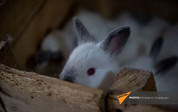Кроличья ферма в селе Айгепар, Тавушская область Армении - Sputnik Армения