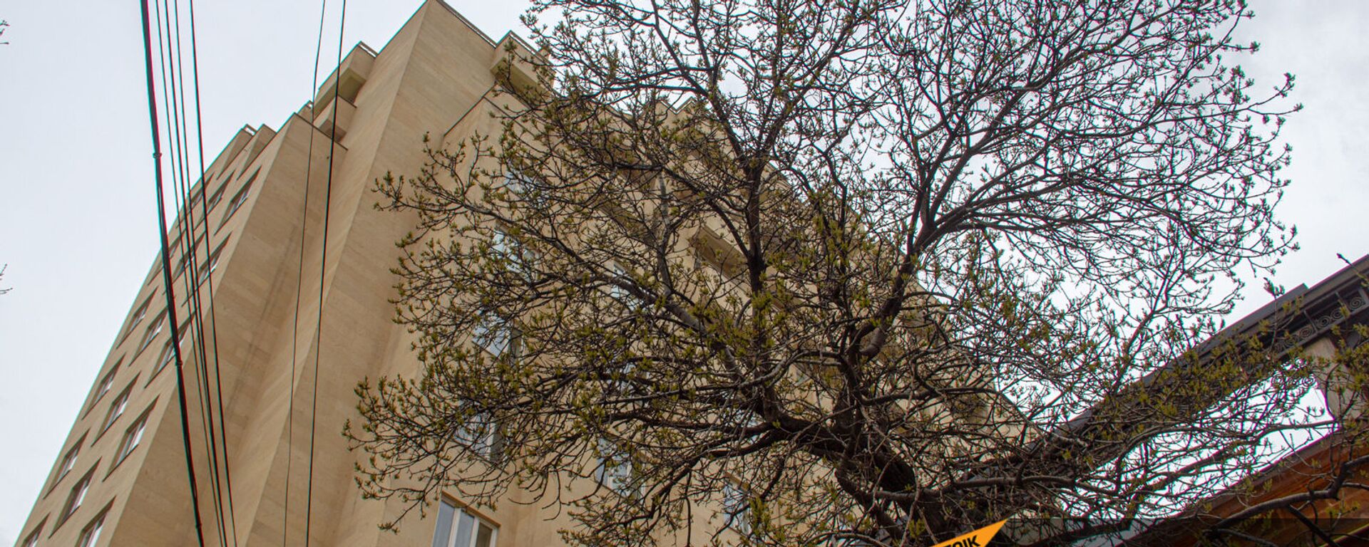 Дерево с распустившимися почками на фоне высотного здания в Ереване - Sputnik Армения, 1920, 28.04.2021