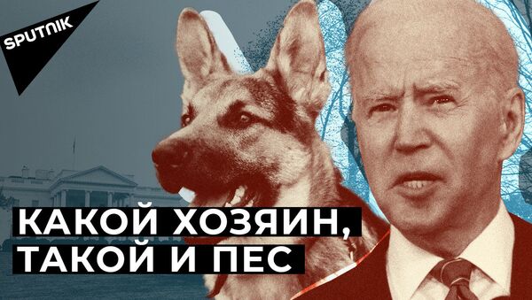Собака Джо Байдена терроризирует сотрудников Белого дома - Sputnik Армения