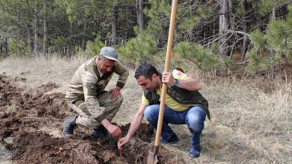 Министр окружающей среды Романос Петросян стартовал инициативу 10 миллионов деревьев (10 апреля 2021). Арагацотн - Sputnik Արմենիա