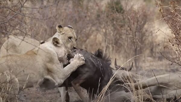 Львицы убили антилопу, сбежавшую от леопарда (видео) - Sputnik Армения