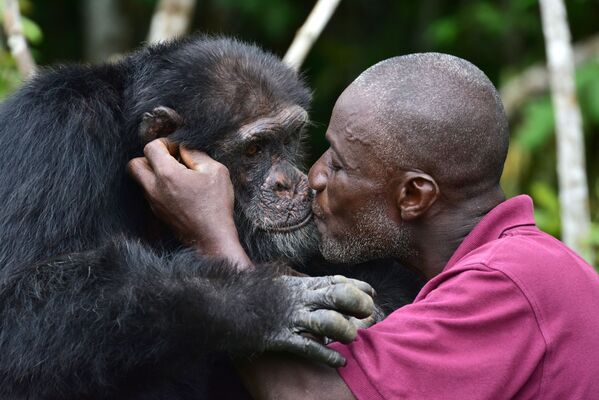Единственный выживший шимпанзе, переселенный из Либерии на остров недалеко от города Гран-Лау, Кот-д'Ивуар - Sputnik Армения