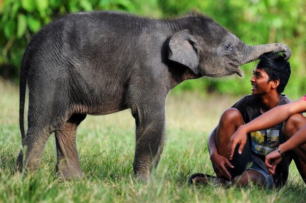 Суматранский слоненок с погонщиком в заповеднике Leuser Ecosystem на острове Суматра в Индонезии - Sputnik Армения
