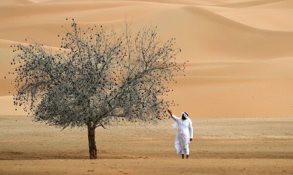 Мужчина у дерева в Um al-Zamool, недалеко от границы ОАЭ с Саудовской Аравией - Sputnik Армения