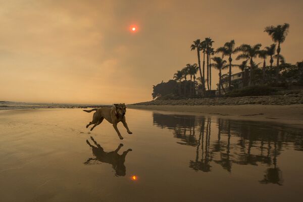 Շունը վազում է Կալիֆոռնիայի ծխապատ լողափով - Sputnik Արմենիա