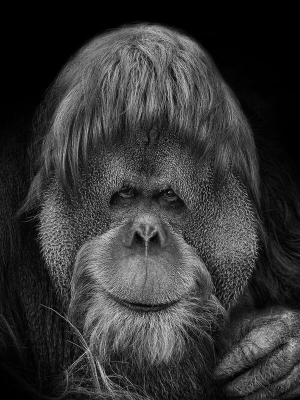 Примат- снимок из авторской фотосерии российского фотохудожника Михаила Киракосяна «Мы похожи на вас», героями которой стали животные Московского зоопарка - Sputnik Армения