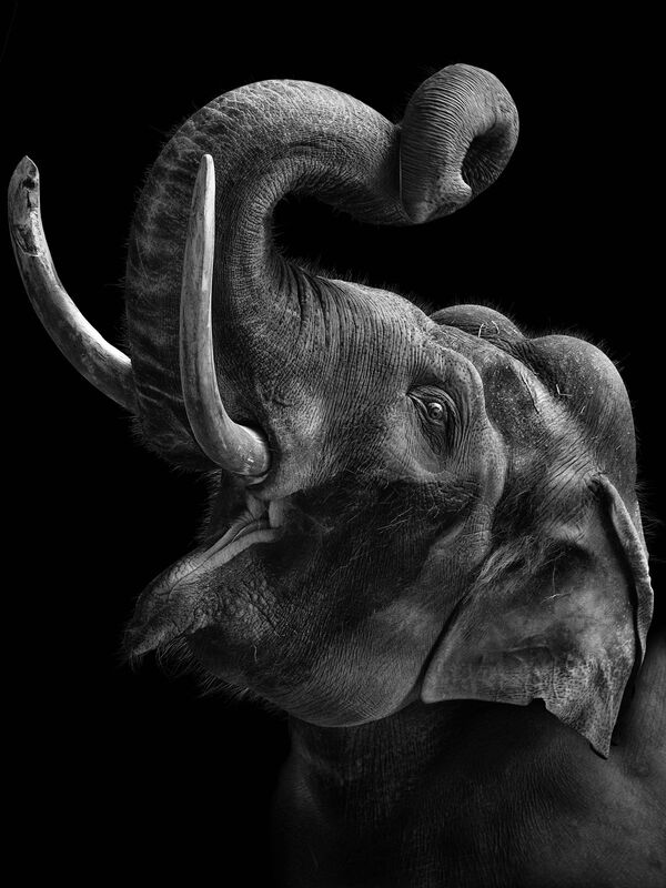 Слон - снимок из авторской фотосерии российского фотохудожника Михаила Киракосяна Мы похожи на вас, героями которой стали животные Московского зоопарка - Sputnik Армения