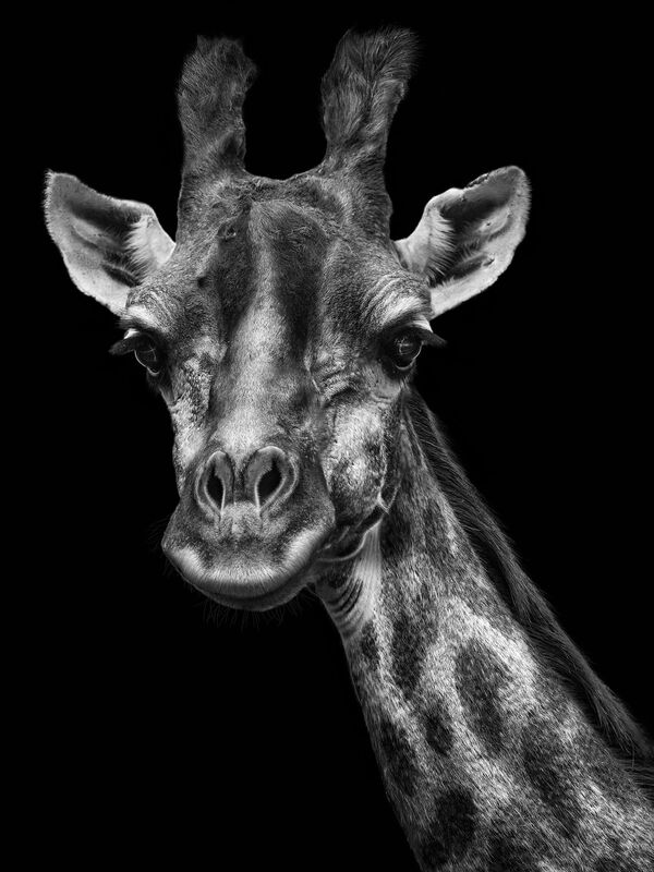 Жираф - снимок из авторской фотосерии российского фотохудожника Михаила Киракосяна Мы похожи на вас, героями которой стали животные Московского зоопарка - Sputnik Армения