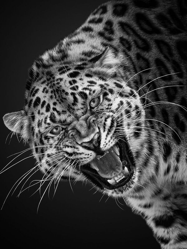 леопард - снимок из авторской фотосерии российского фотохудожника Михаила Киракосяна Мы похожи на вас, героями которой стали животные Московского зоопарка - Sputnik Армения