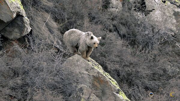 Бурый медведь в Вайоц Дзоре - Sputnik Армения
