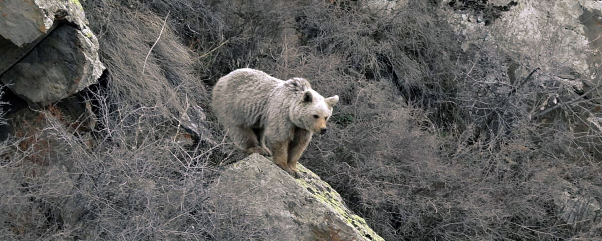 Бурый медведь в Вайоц Дзоре - Sputnik Армения, 1920, 11.01.2022