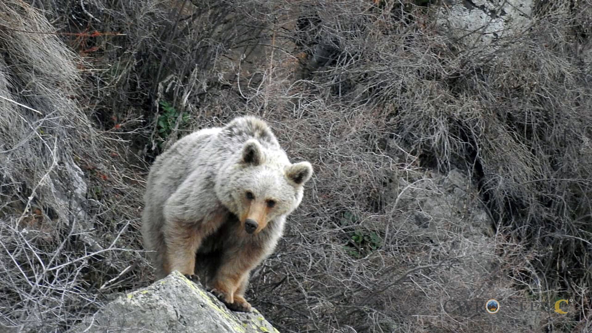 Камеры биосферного заповедника зафиксировали быт бурых медведей в лесах Армении - Sputnik Армения, 1920, 11.05.2021