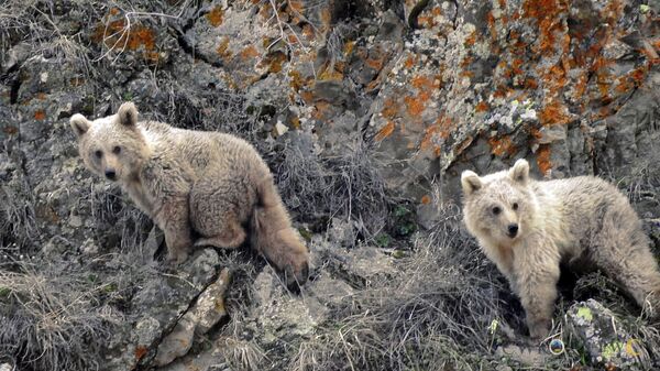 Бурый медведь в Вайоц Дзоре - Sputnik Армения
