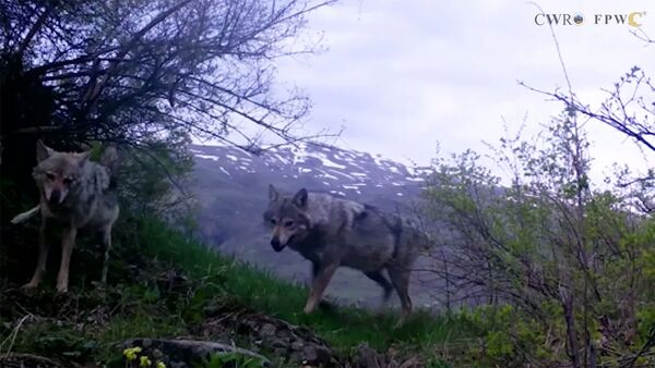 Серые волки в лесах Вайоц Дзора - Sputnik Армения