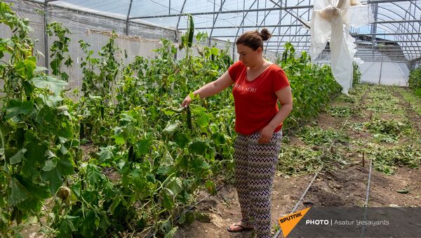 Жительница села Акнашен Армавирской области Ерануи Григорян показывает поврежденную от ветра сельхоз продукцию - Sputnik Արմենիա