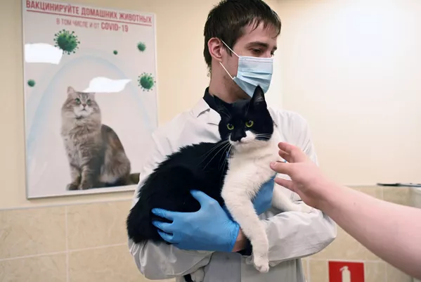 Ветеринар держит в руках кота перед вакцинацией от COVID-19 в ветеринарной клинике в Москве Ветеринар держит в руках кота перед вакцинацией от COVID-19 в ветеринарной клинике в Москве - Sputnik Армения