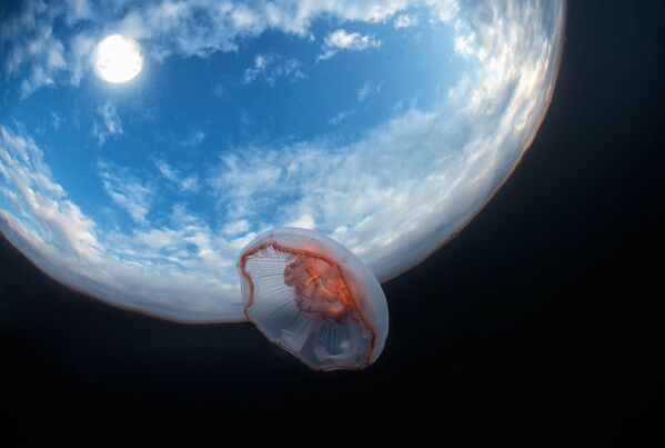 Մեդուզա աուրելիա, նկարահանված է Սպիտակ ծովում, մակերևույթի մոտ - Sputnik Արմենիա