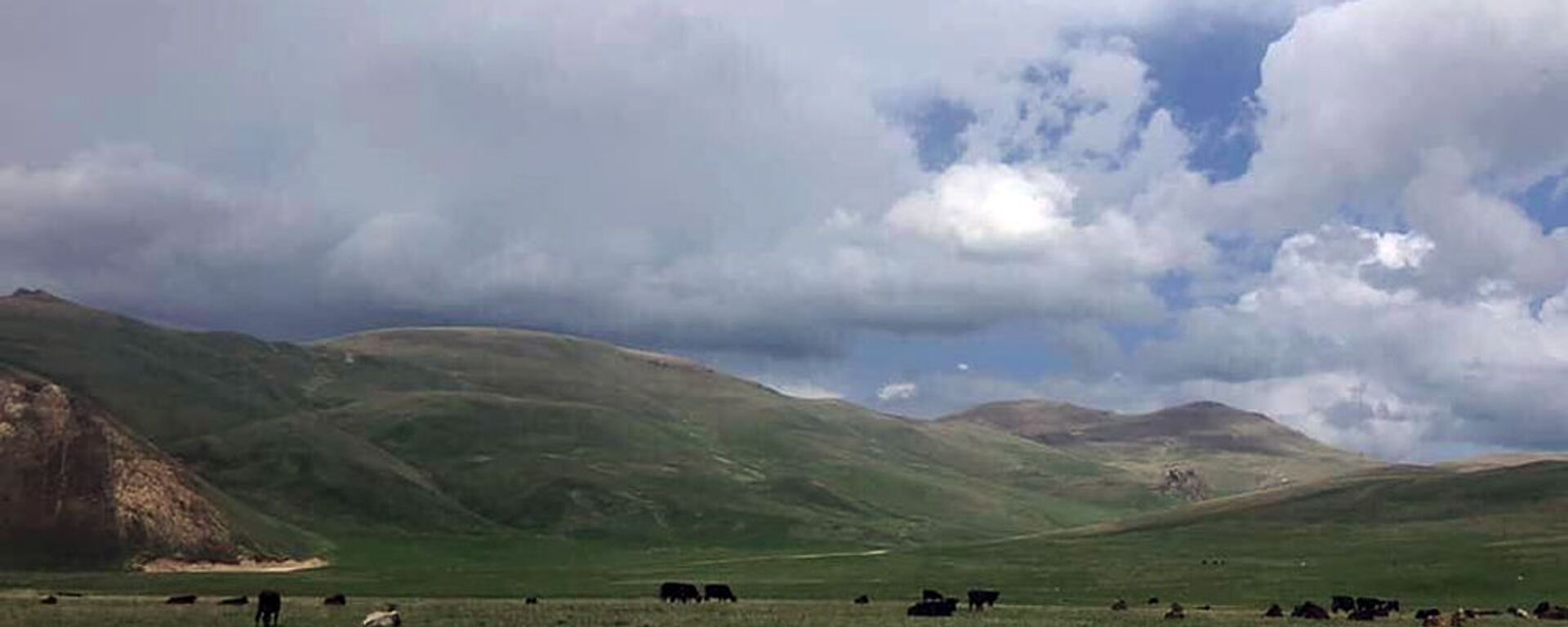 Коровы на пастбище - Sputnik Армения, 1920, 03.08.2021