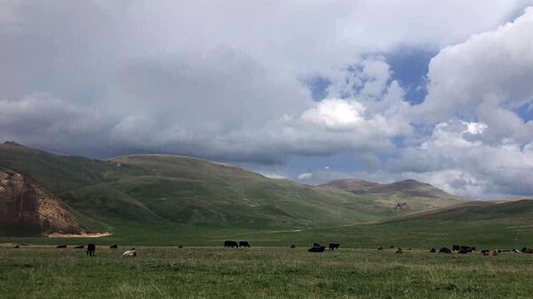 Коровы на пастбище - Sputnik Армения