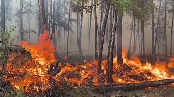 В Якутии тушат крупный лесной пожар - Sputnik Արմենիա