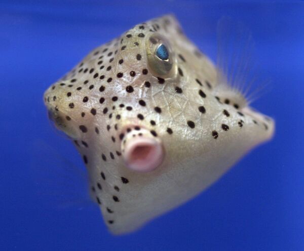 Երկդույմ ձուկը՝ Խաղաղ օվկիանոսից, լողում է Հարավային Մենի համալսարանի ակվարիումում


 - Sputnik Արմենիա