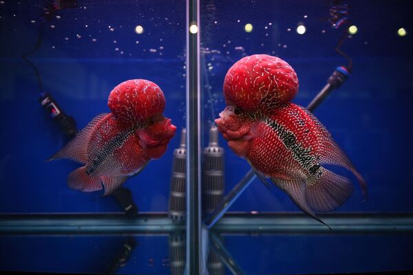 Две цихлиды смотрят друг на друга через отдельные стеклянные резервуары на выставке тропических и декоративных рыб в Бангкоке - Sputnik Армения