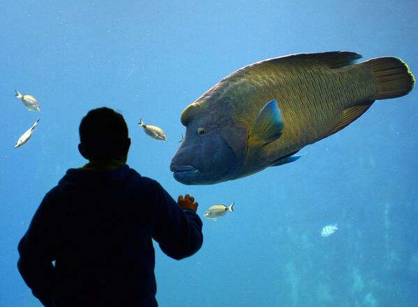 Рыба-наполеон в недавно открывшемся Африканариуме во Вроцлавском зоопарке в Польше  - Sputnik Армения