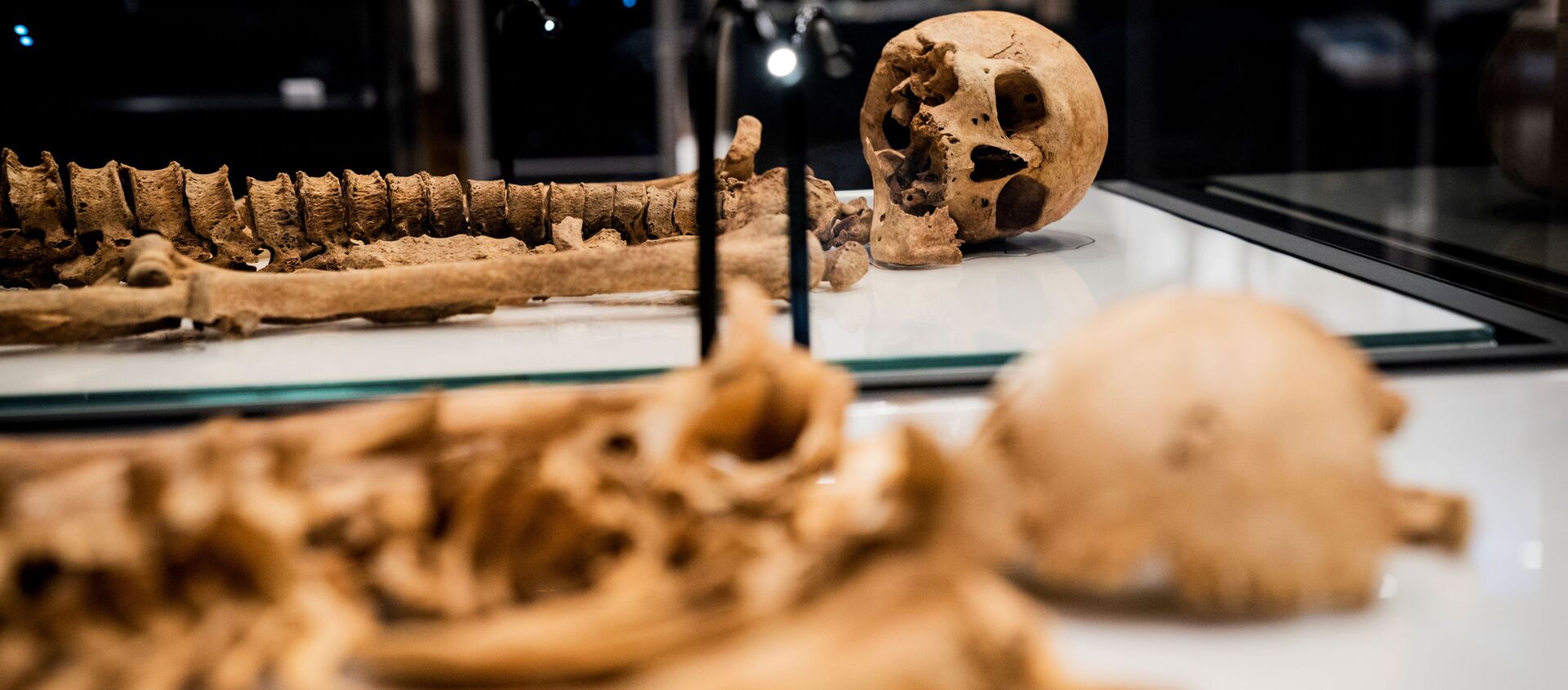 Два скелета, найденные в братской могиле в Оксфорде, Великобритания лежат в витрине Национального музея Дании - Sputnik Արմենիա, 1920, 10.06.2021