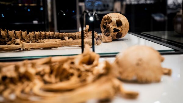Два скелета, найденные в братской могиле в Оксфорде, Великобритания лежат в витрине Национального музея Дании - Sputnik Армения