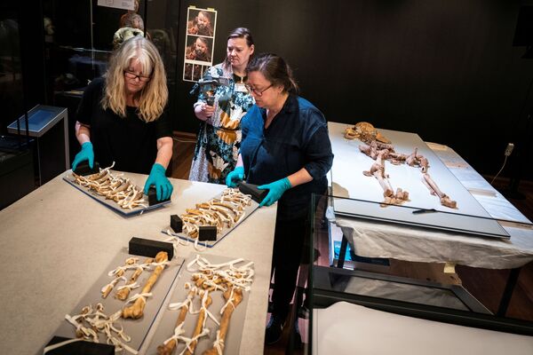 Сотрудники Национального музея Дании распаковывают скелет человека, найденный в братской могиле в Оксфорде, Великобритания - Sputnik Армения