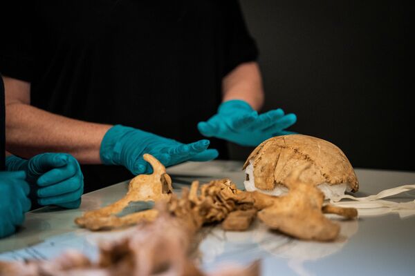 Сотрудник Национального музея  Дании распаковывает скелет человека, найденный в братской могиле в Оксфорде, Великобритания - Sputnik Армения
