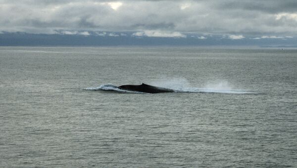 Синий кит, самое крупное млекопитающее на земном шаре - Sputnik Армения