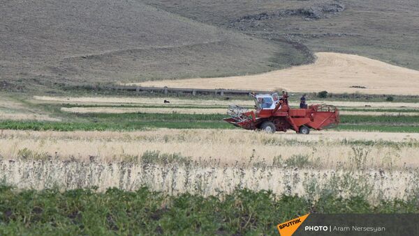 Уборочная техника в поле с засохщим урожаем в селе Бениамин Ширакской области - Sputnik Армения