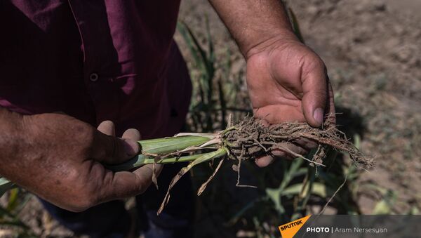Житель села Егегнут Юра Варданян показывает засохший урожай - Sputnik Արմենիա